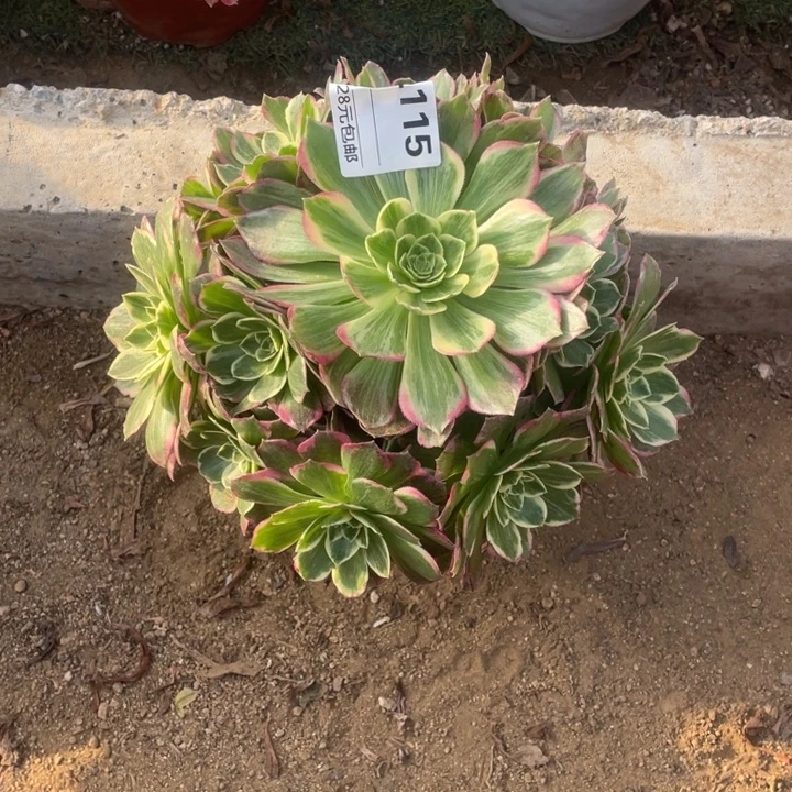 多肉水蜜桃法师115