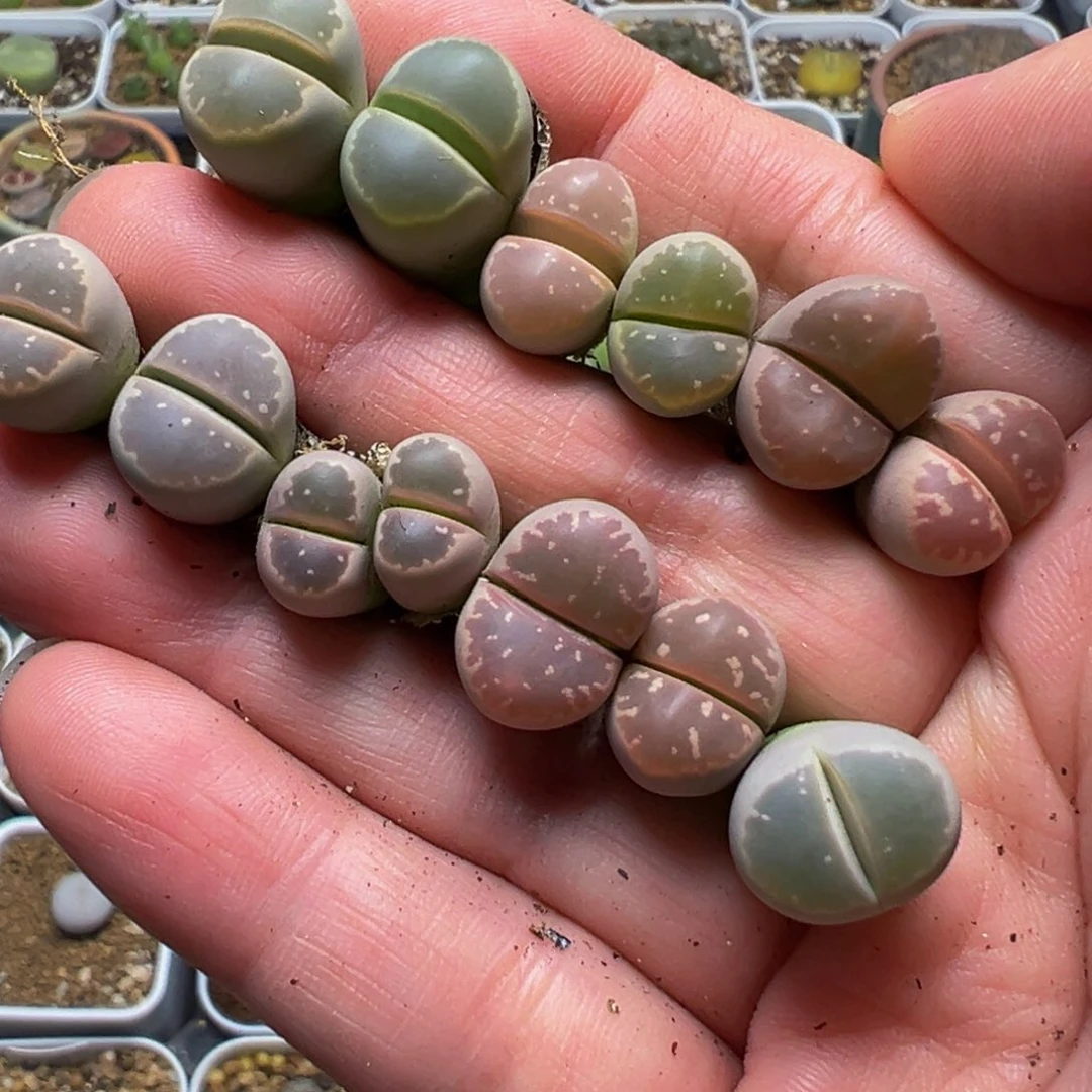 赤***间一组福利多肉植物百科