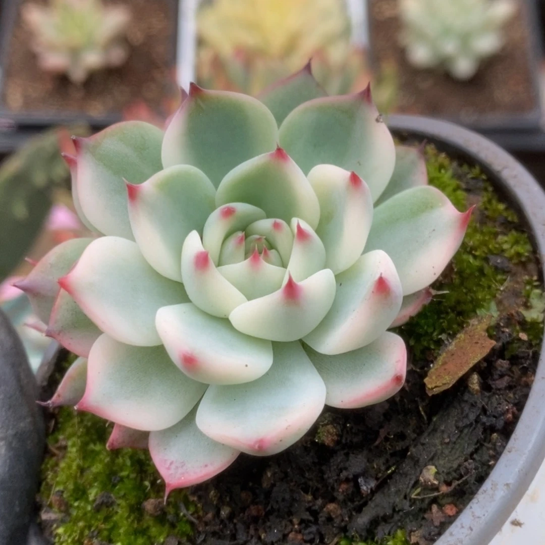 487锦锦锦锦锦锦锦锦