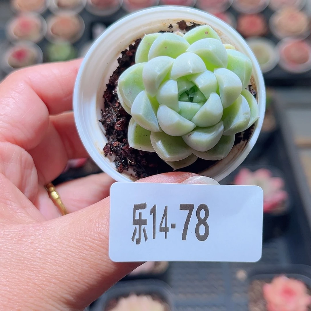 乐14-78 厚叶月影