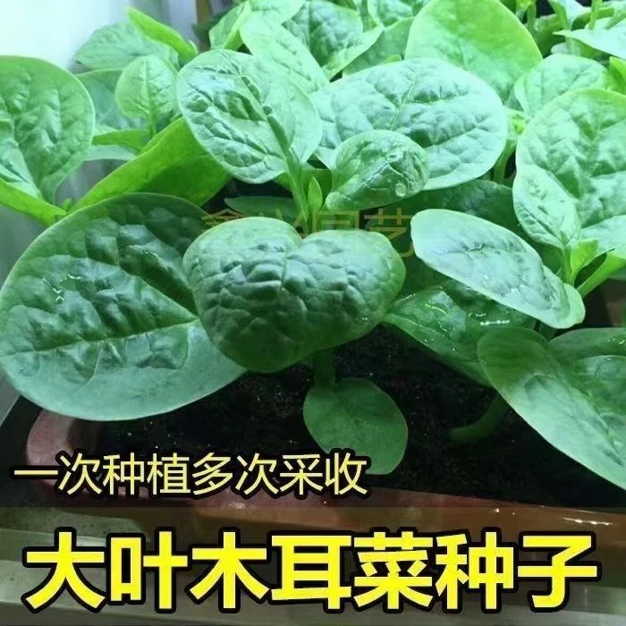【全店满5包包邮】大叶【木耳菜】种子四季种植速生豆腐菜春夏秋