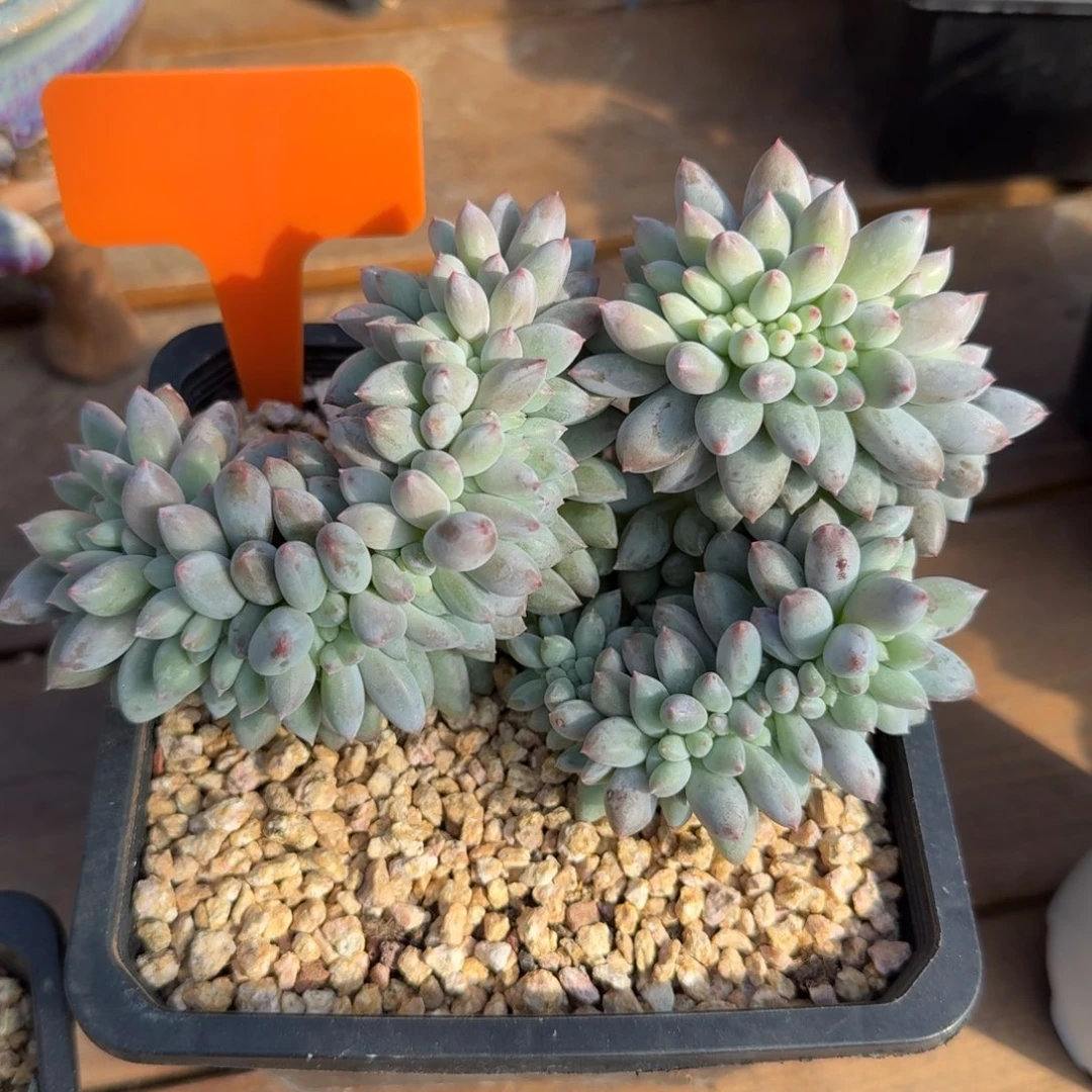 所罗门缀化111111个111111
