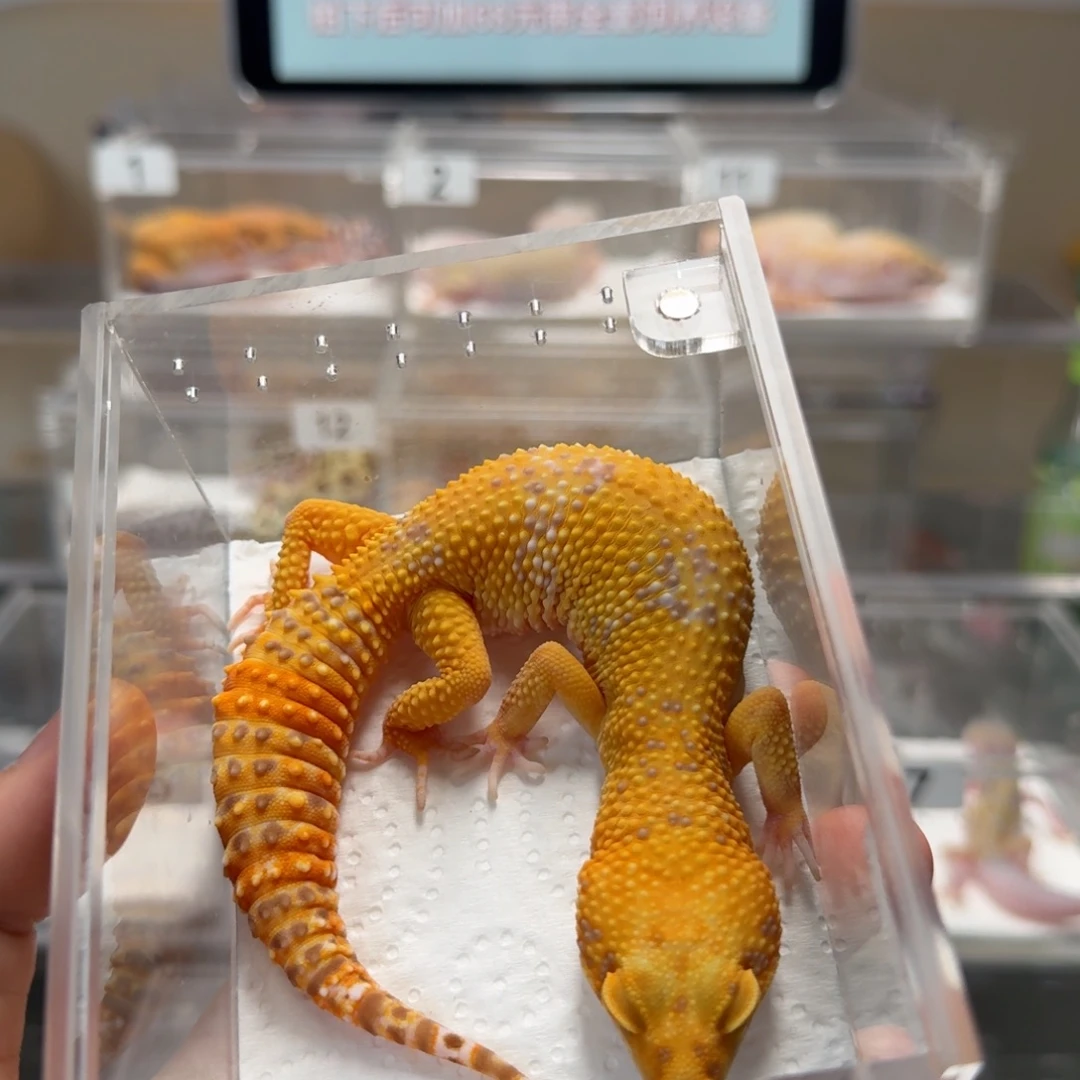 豹纹守宫橘化贝尔妹妹