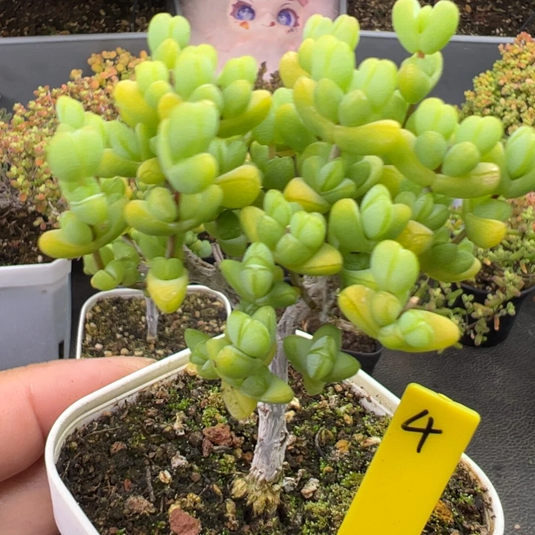 元宝枝干4号6.5cm盆