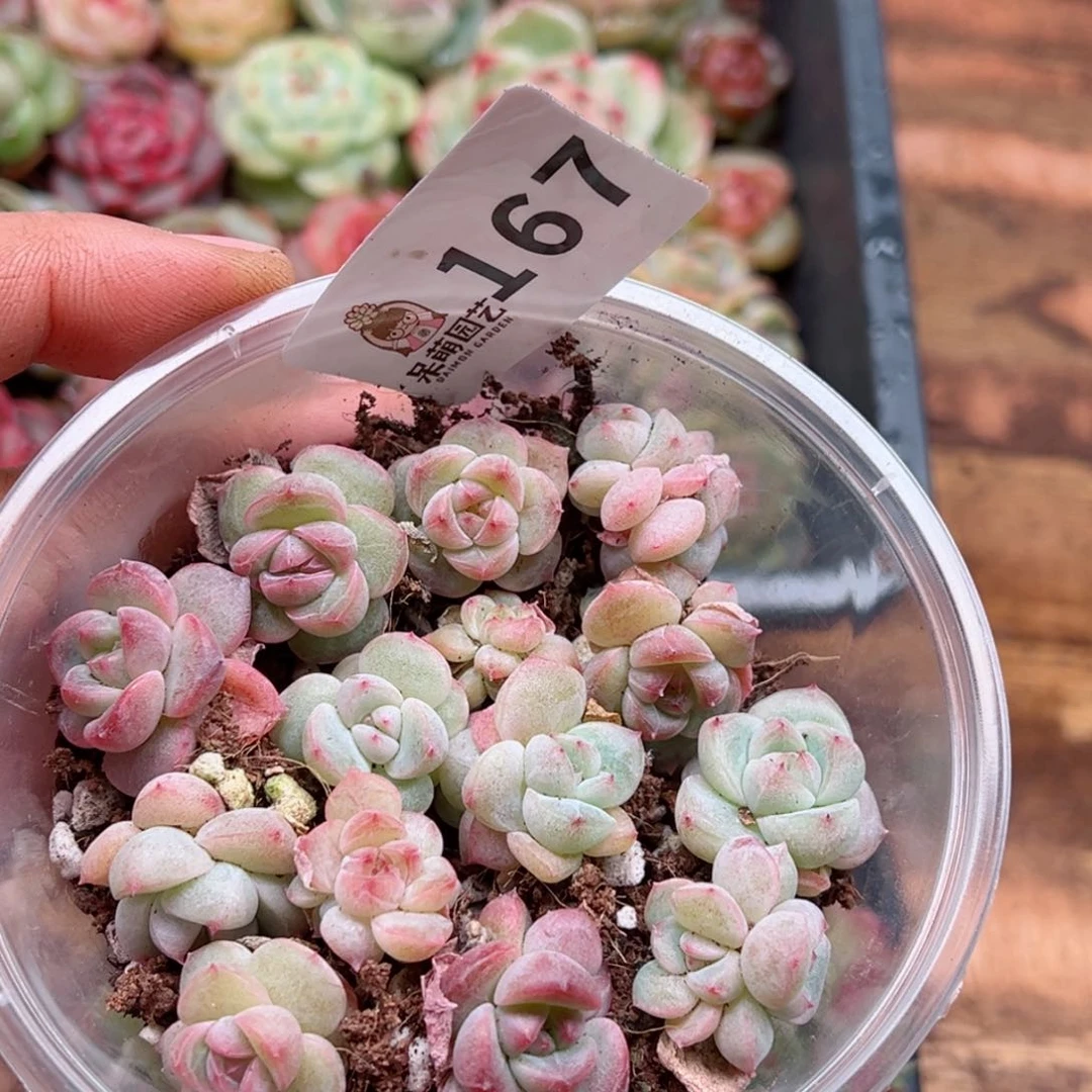 多肉植物多肉植物