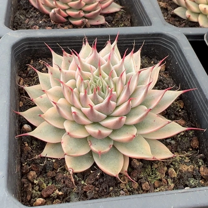 银星锦一物一拍锦龙