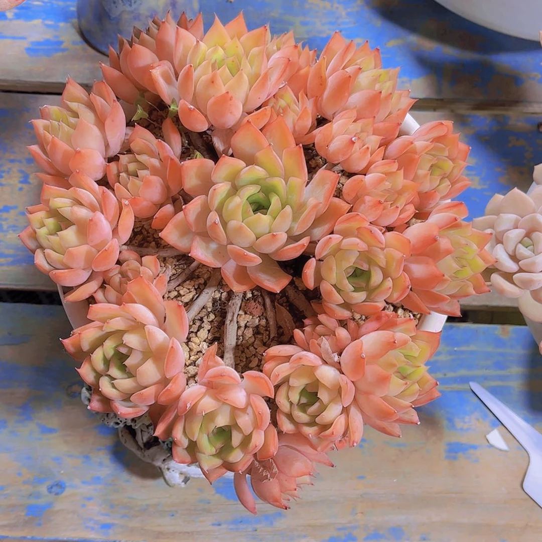 多肉老桩多肉老桩