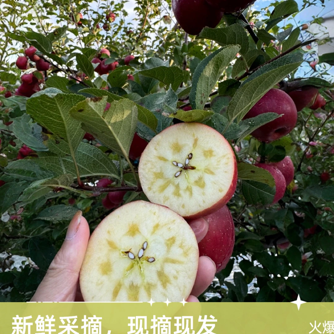 云南大理糖心丑苹果正宗脆甜多汁新鲜应季水果冰糖心