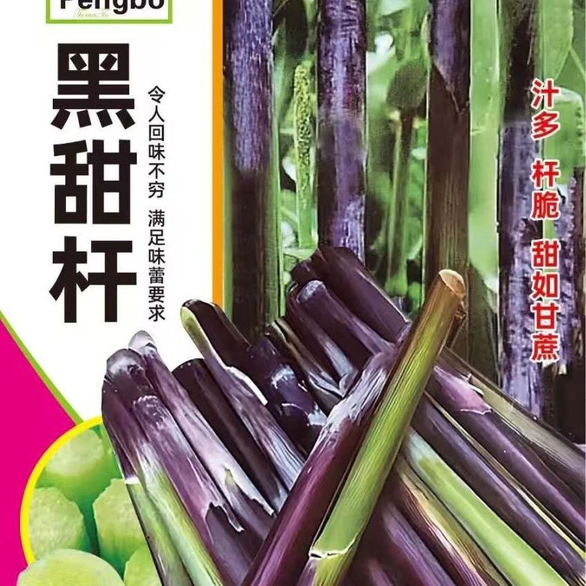 黑甜杆种子黑皮甜高粱黑北方黑籽甜杆种子甘蔗黑色紫皮甜杆种子