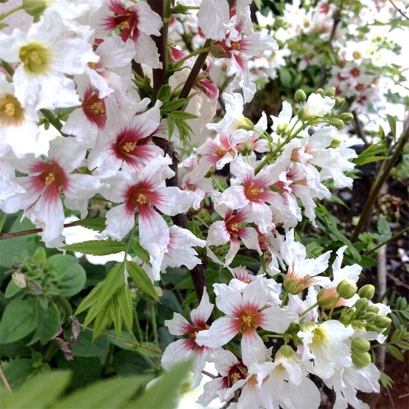 文冠花种子精选新采文冠果种籽四季菜园庭院阳台盆栽食用观花植物