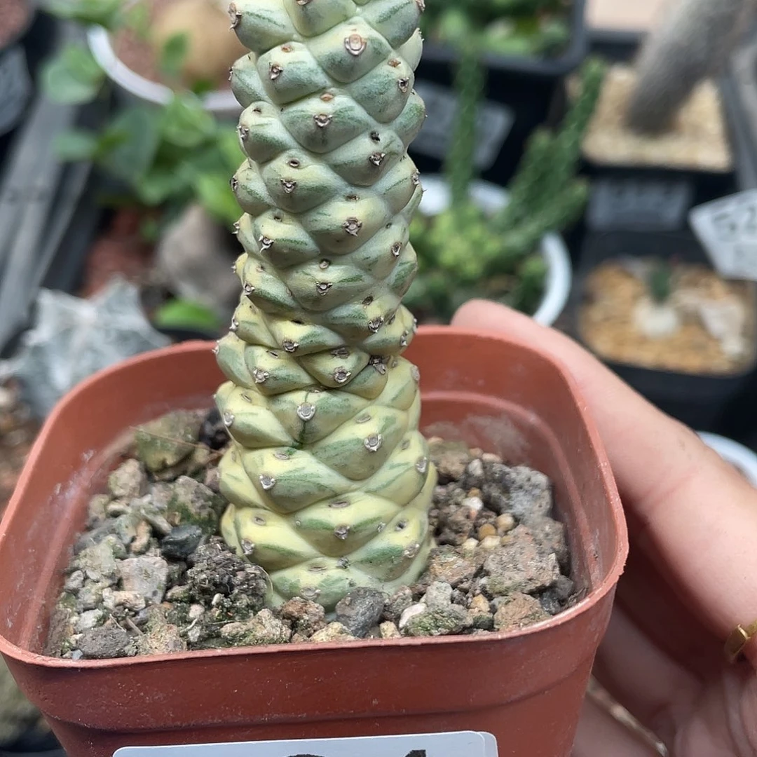 594将军阁锦（满18元包邮）