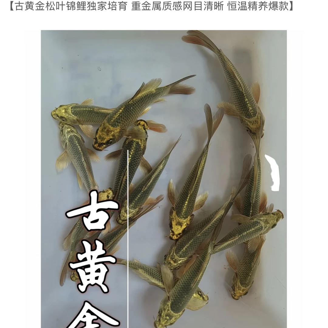 高档古典黄金青龙化身芥子观赏鱼纯种锦鲤招财古典黄金锦鲤松叶