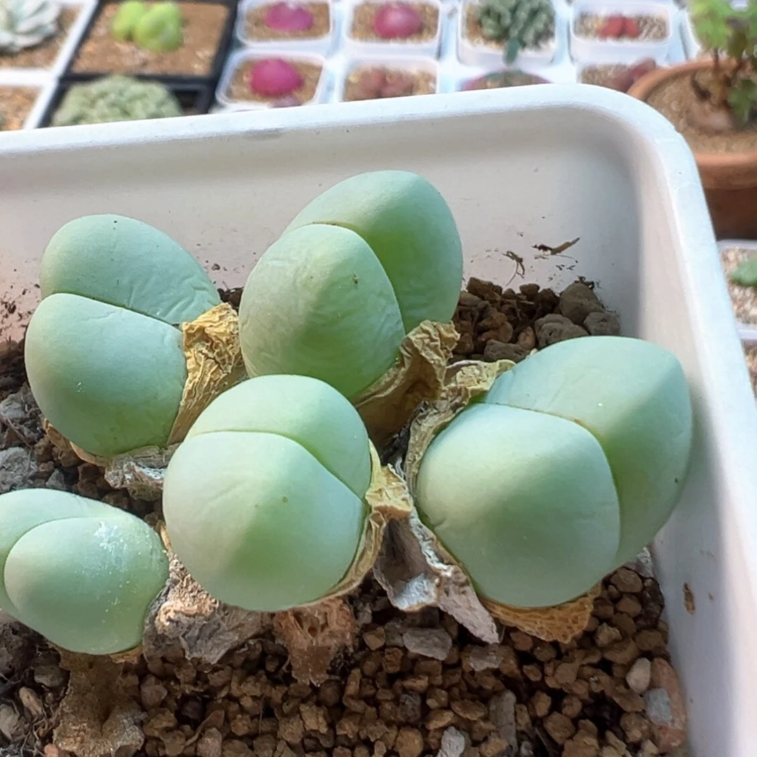 105多肉植物菜百科知识