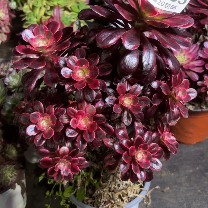 瑞妈一物一拍085