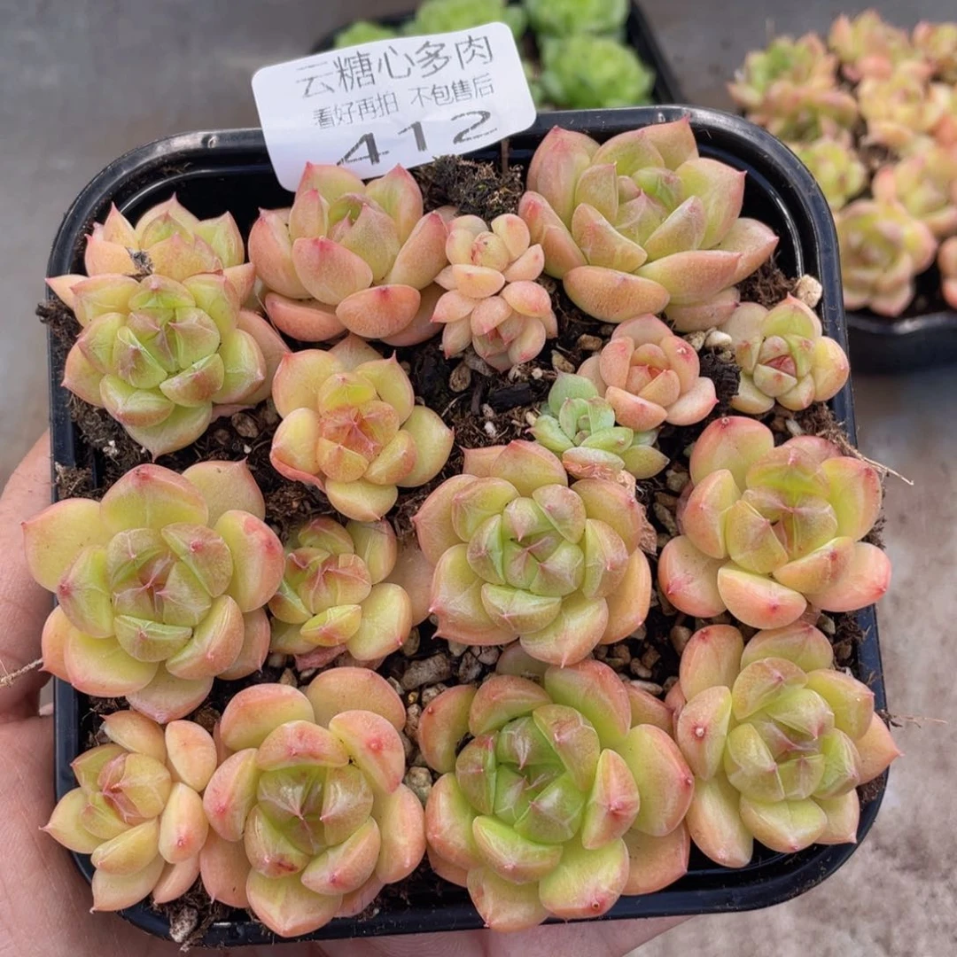 云糖心多肉植物412