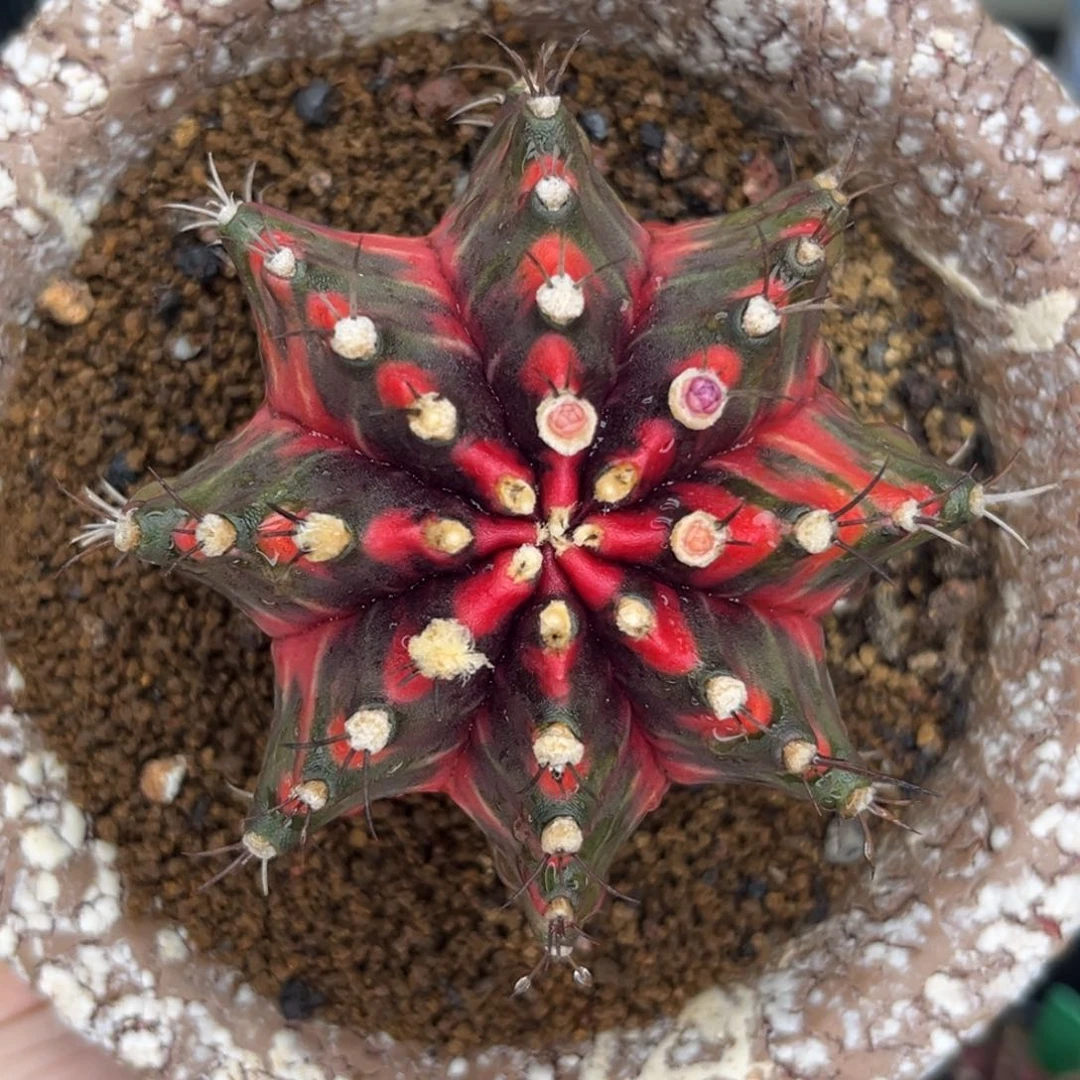 泰系米哈锦 实生 带盆土