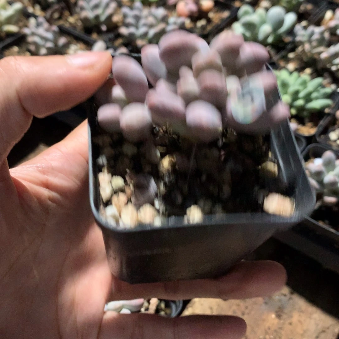 仙子奶酪多肉缀化971