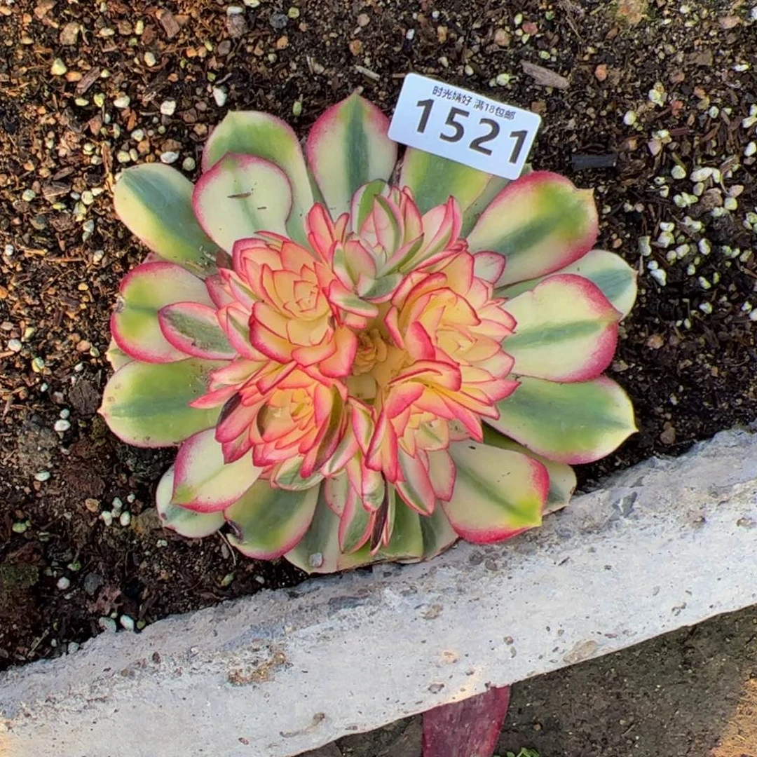 1521荔枝多肉植物