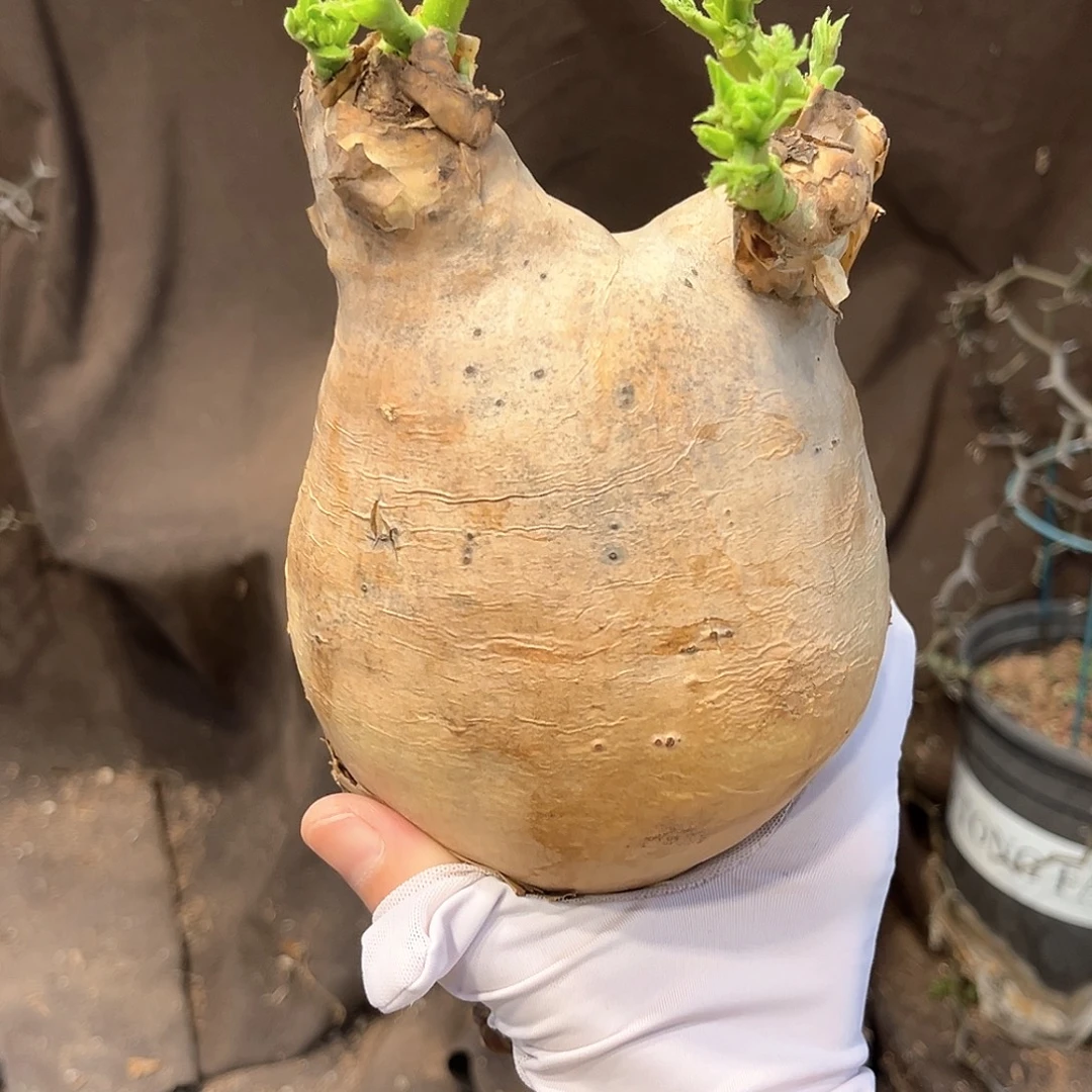 潮流植物安哥拉葡萄翁，