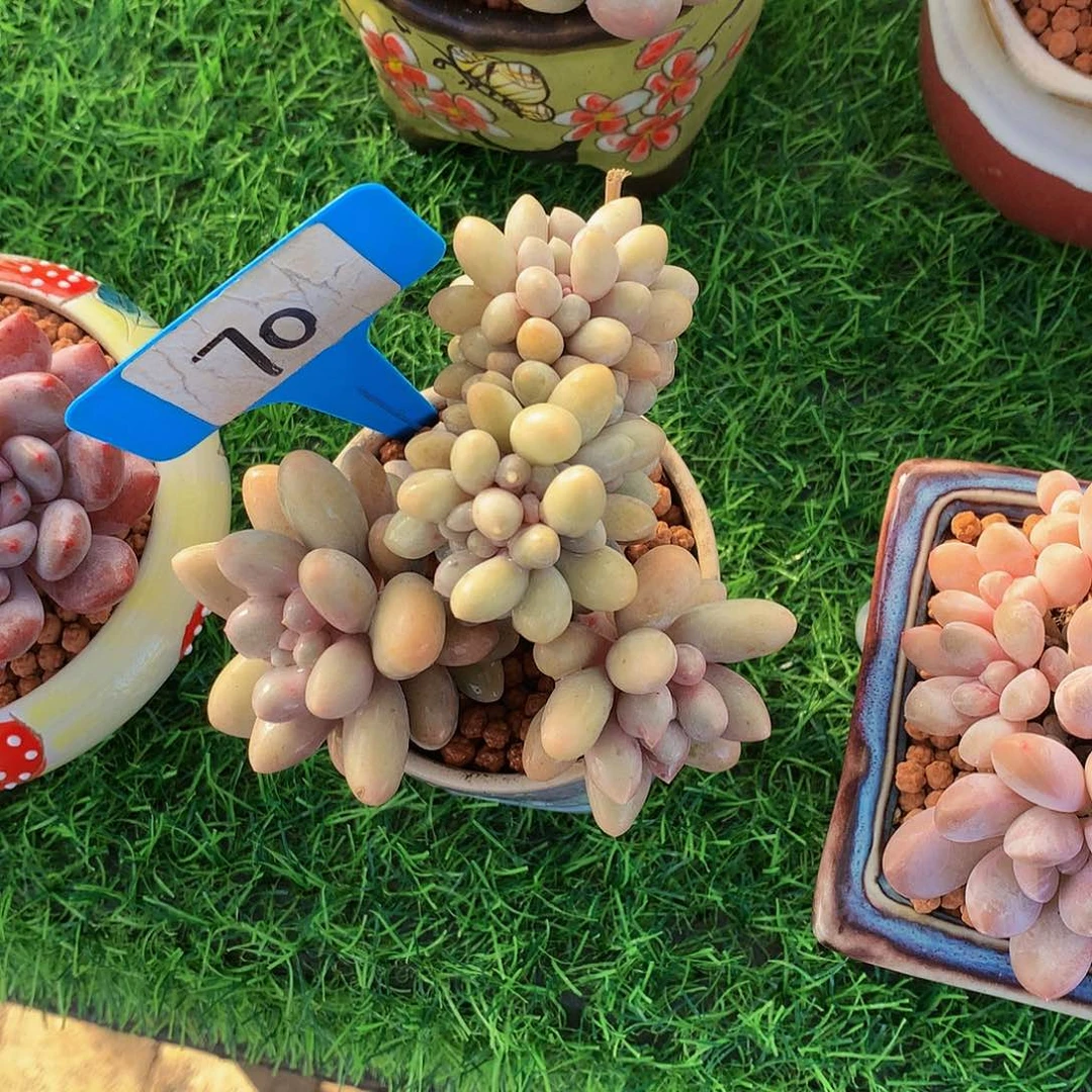 十*汤圆缀多肉植物73737
