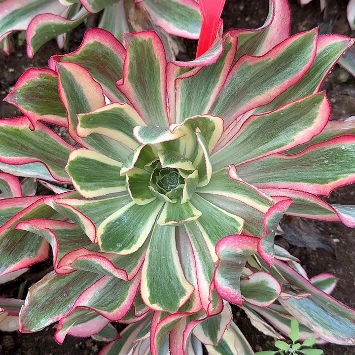 1-36魅影多肉法师