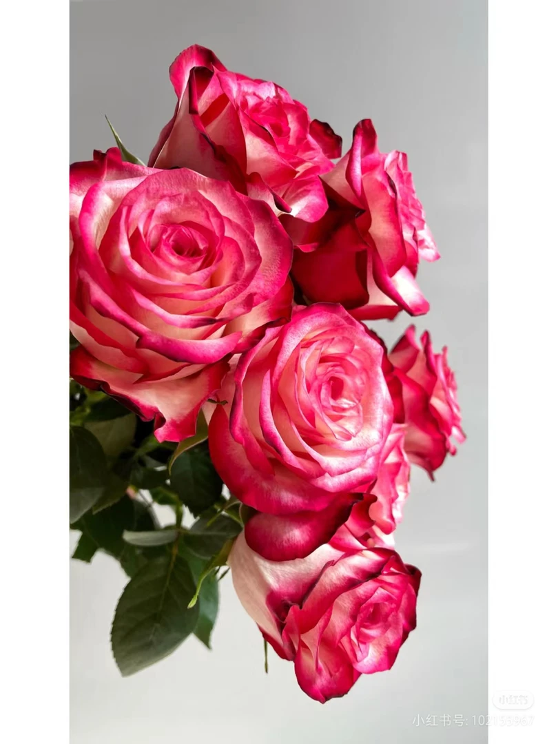 闪电，复色带边线玫瑰花型耐热耐雨淋切花扦插中苗月季