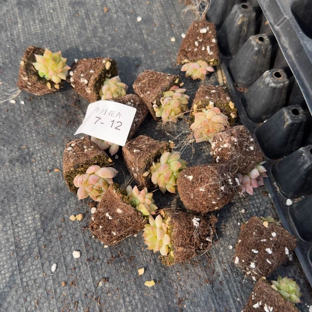 7-12小珍妮两颗量拍