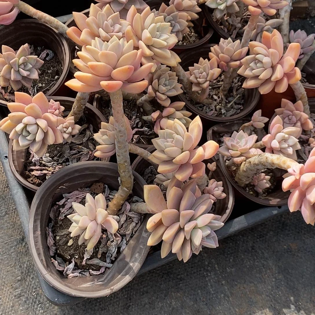 小淡雪7颗多肉植物