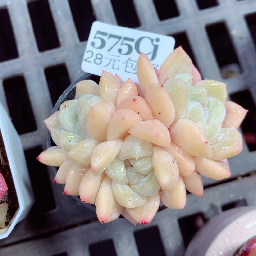 5厘米盆精控多肉575