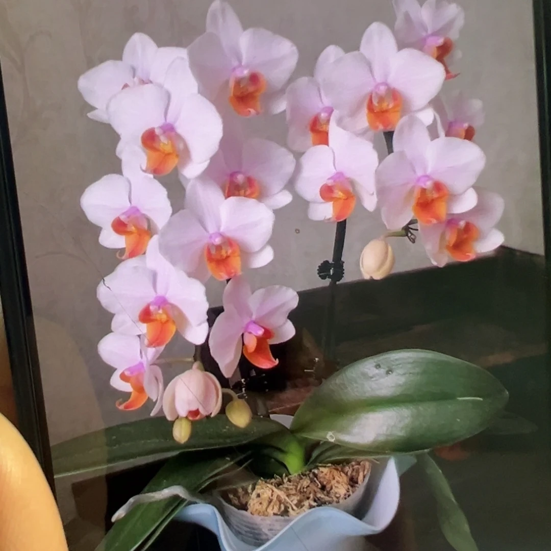 当前无花栽培后可以开花带剑豆蔻年华3寸大苗凑单发货