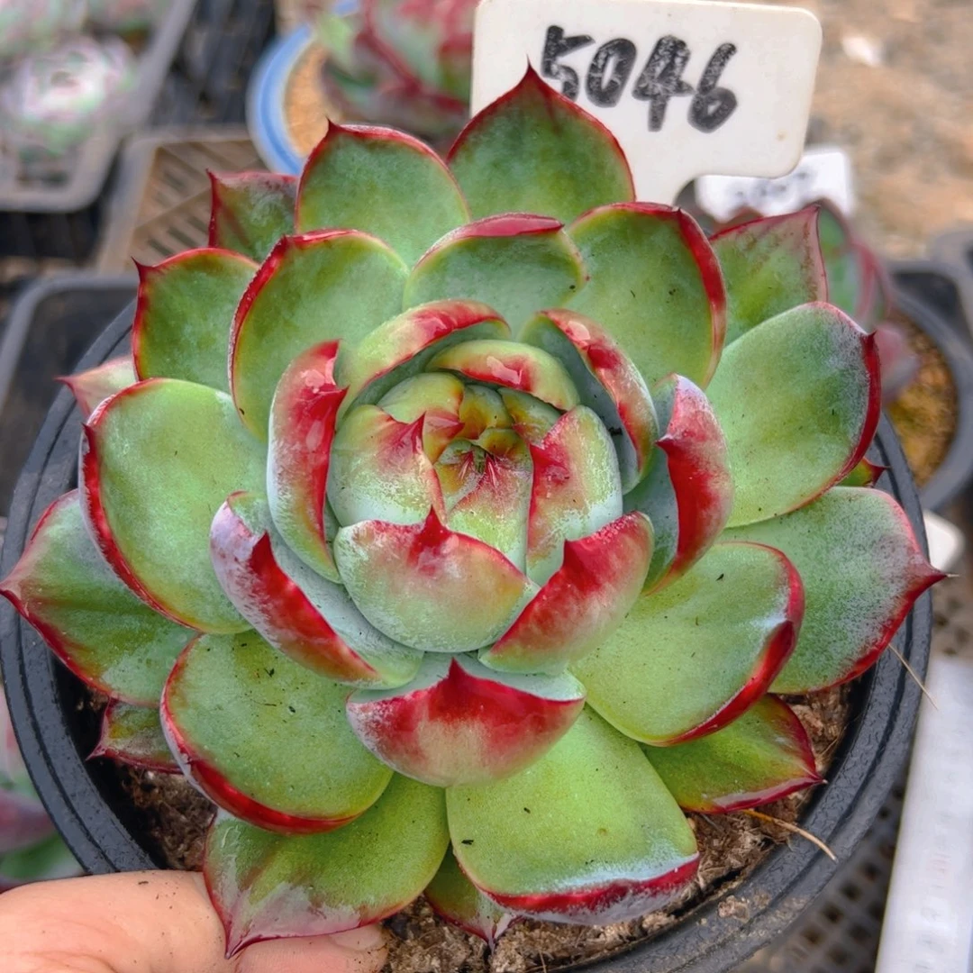 惊鸿仙子一物一拍5046号