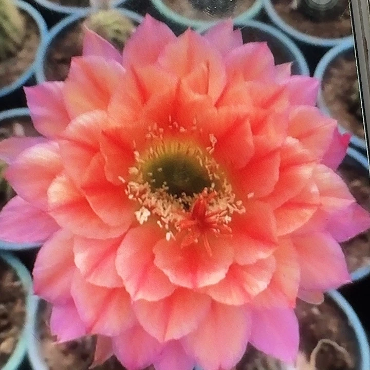 立夏侧芽5公分左右毛花柱容易掉刺