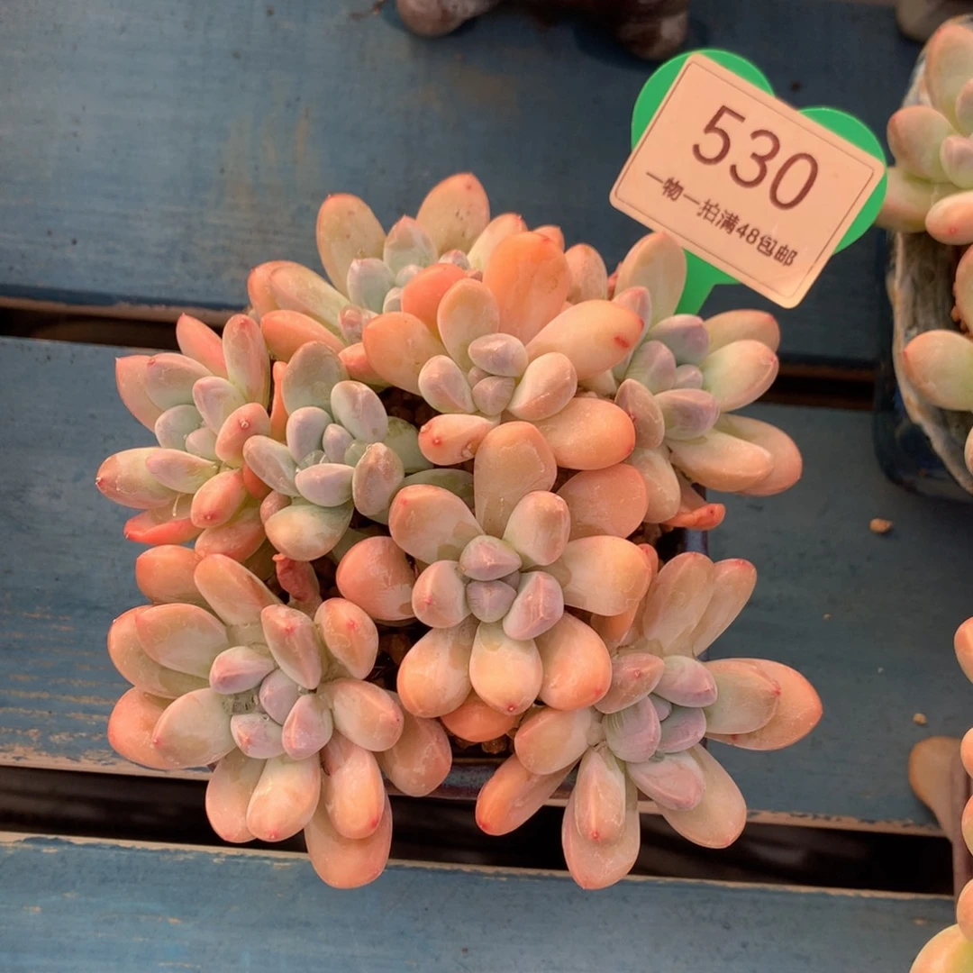 丸叶香玉矮桩平头530