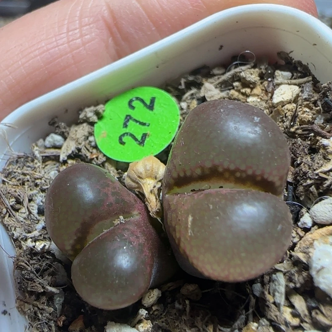漂漂亮亮多肉植物272