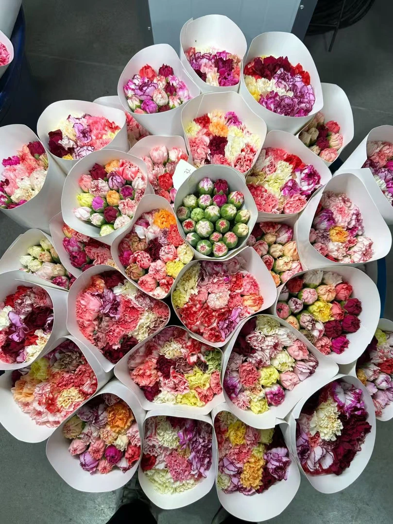 【彩色康乃馨20枝】基地鲜花云南直发 两单升级冷链发货