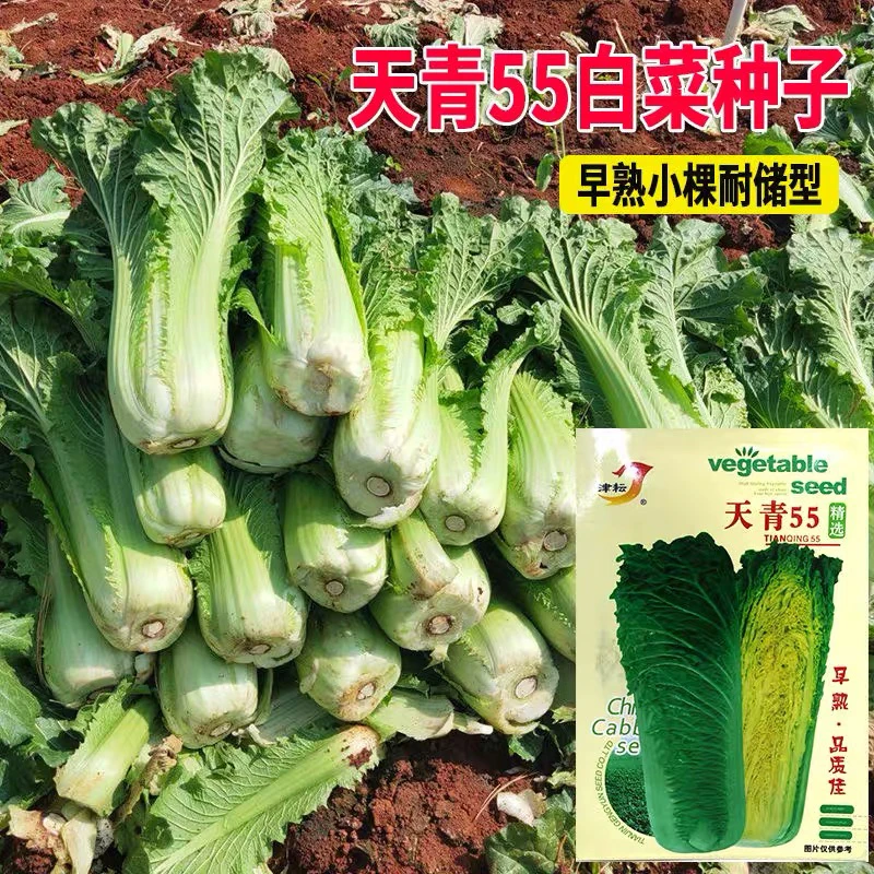 天青55大白菜种子天津青麻叶种籽四季秋冬季蔬菜籽大白菜种孑