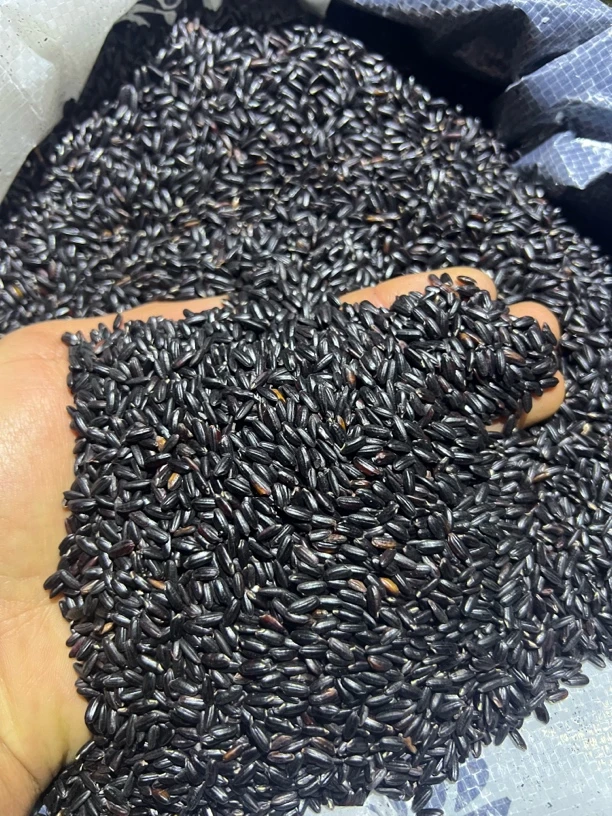 山地王----农家黑米