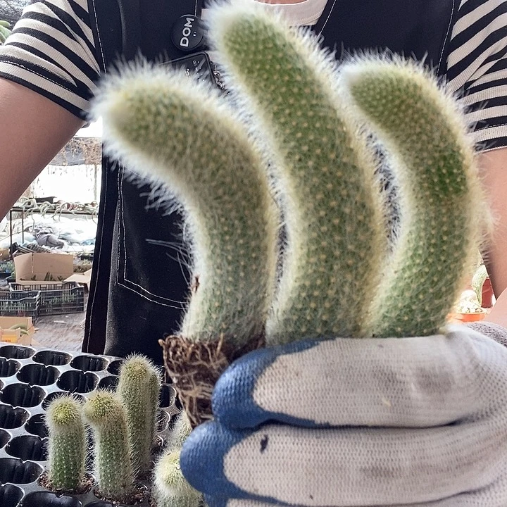 8颗九尾狐，8厘米左右