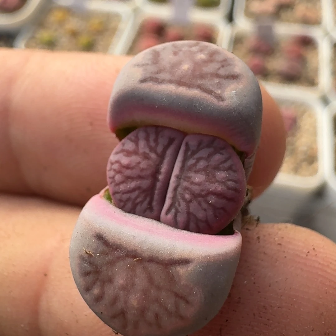 G724紫菊回交三年