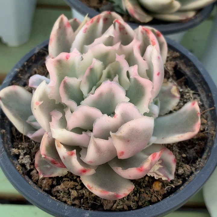 林*庭紫蝴蝶锦群锦上园艺一物一拍