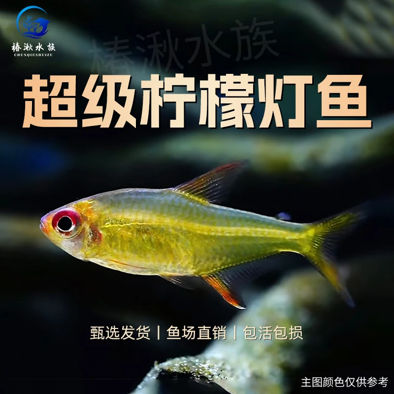 【椿湫水族】超级柠檬灯鱼