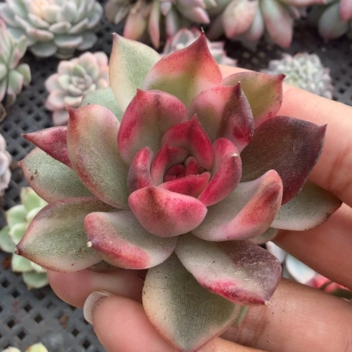 火焰山 退单福利 无替品