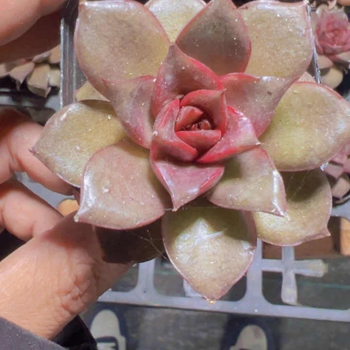 红玫瑰精品多肉植物