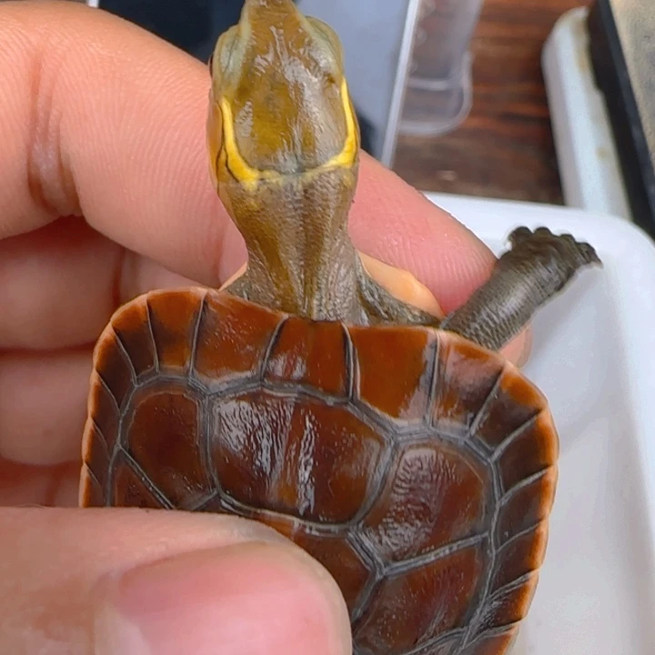 母宠物龟双联安缘