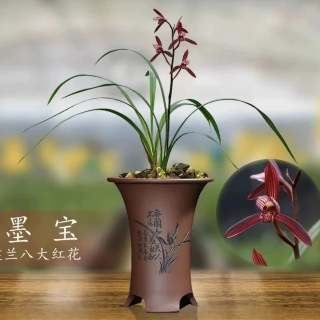 【墨宝】兰花建兰名品 浓香老种2苗花开浓香 好养易活 对版