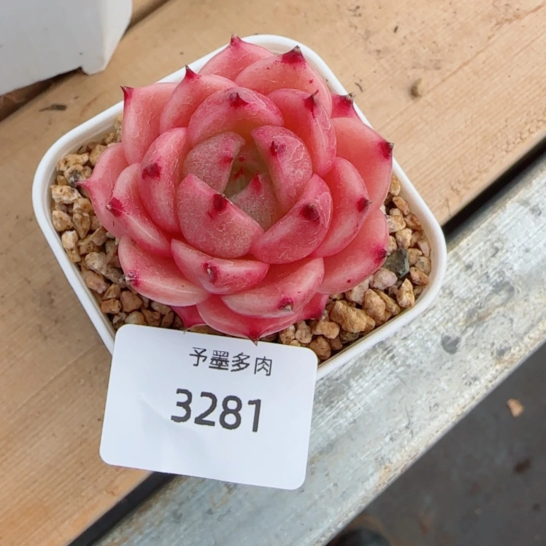 玉玲珑，3281多肉植物
