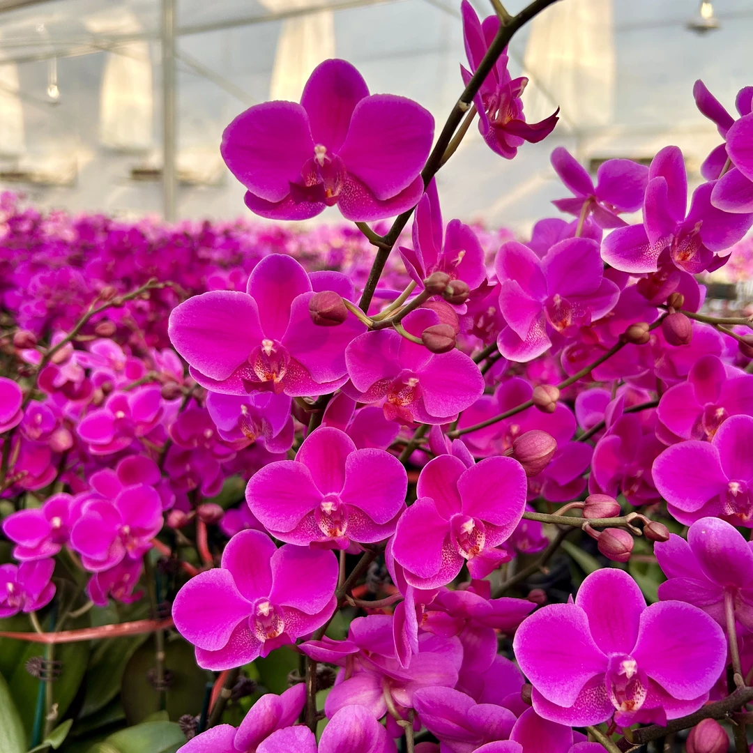 【满天红】蝴蝶兰带花苗 紫红色丝绒质感 好看耐养 （花损无售后）