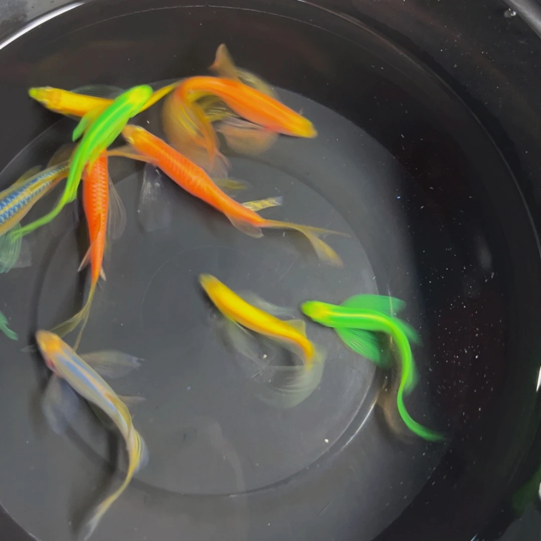 斑马鱼3绿3公分2黄2龙凤