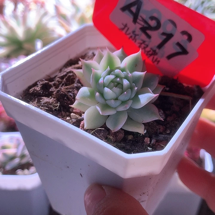 扎尔玫瑰覆轮锦有根