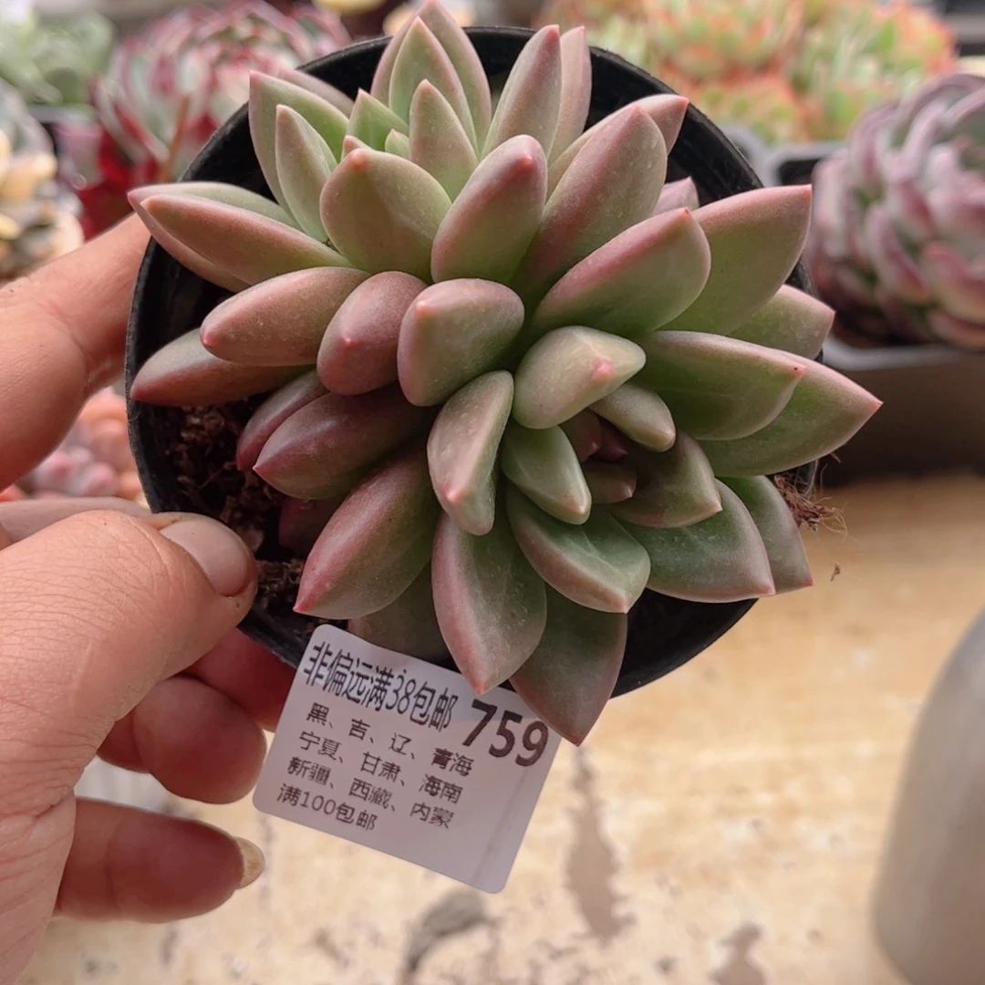 759迷雾泡泡德华多肉